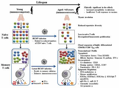 Mechanisms Underlying T Cell Immunosenescence: Aging and Cytomegalovirus Infection